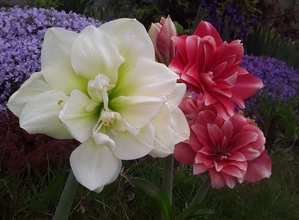 �������� ����������� ���: ��� ��������� �� �������������� �� ����