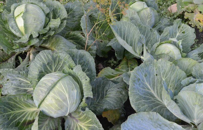 ��� ��������� ������� ����� � ������� �� ����