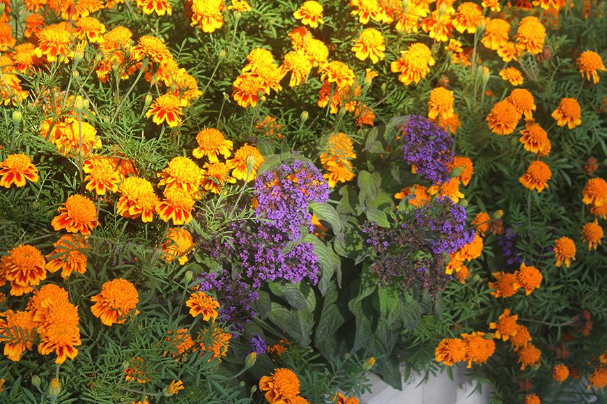 ������� ��������: ����� ����� ��� ������ �������