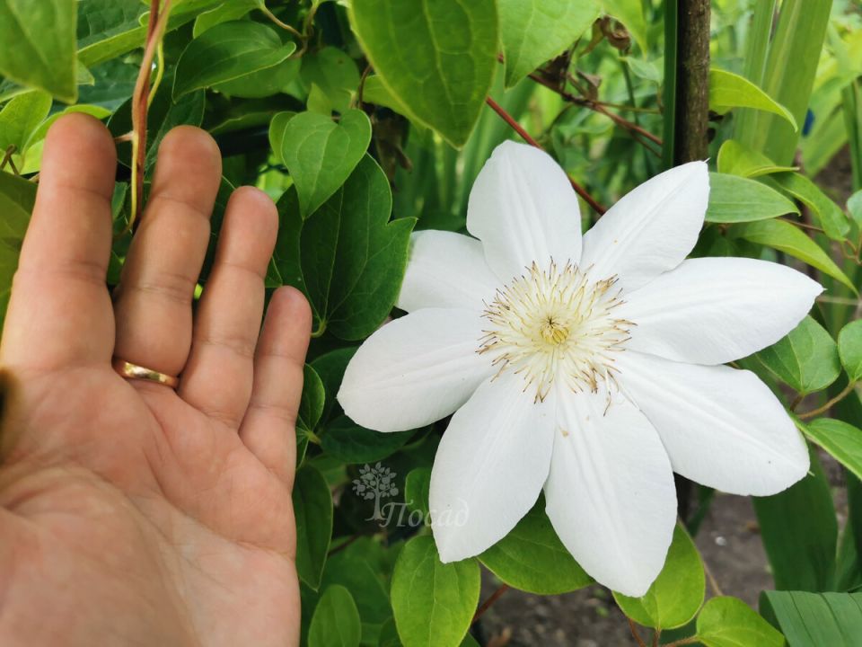 Как определить группу обрезки клематисов и не ошибиться в уходе