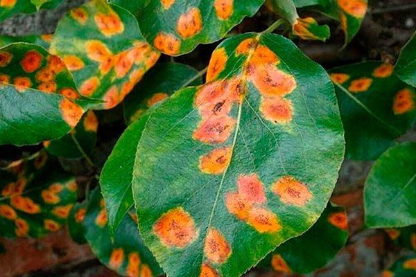 Причины и решения проблемы скручивания и пожелтения листьев сливы