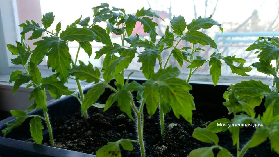 Как остановить вытягивание рассады: простые советы для огородников