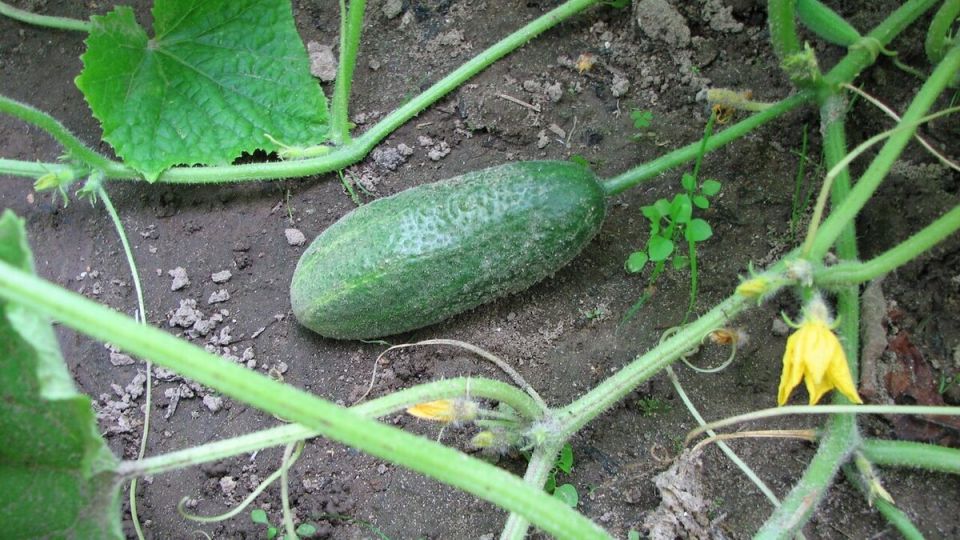 �������� ����� ������ �������: ����� ������ ������ ������